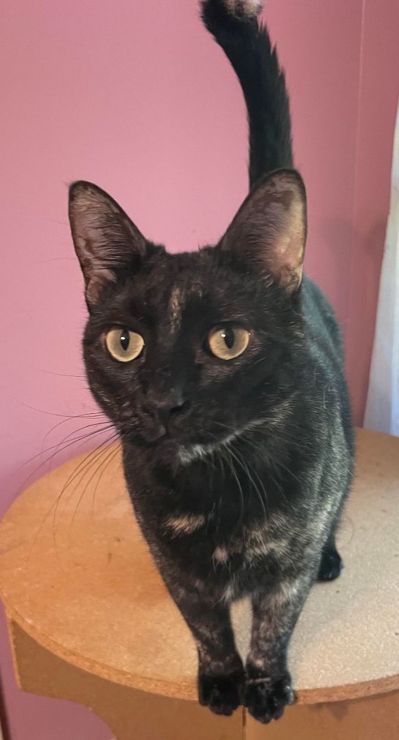 Kiwi, a Adoptable Tortoiseshell in Dauphin island, AL image 5/6