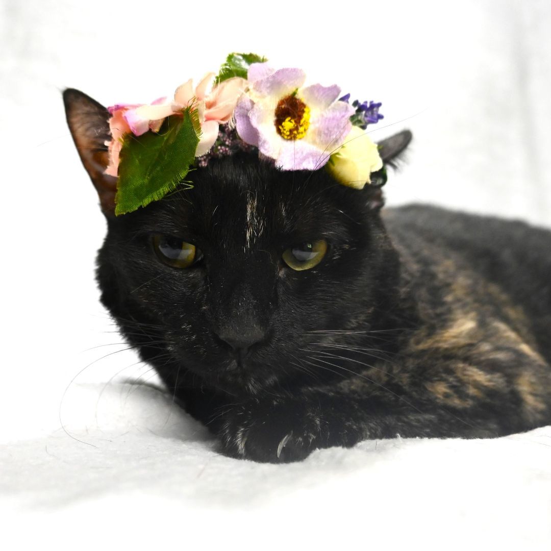 Kiwi, a Adoptable Tortoiseshell in Dauphin island, AL image 6/6