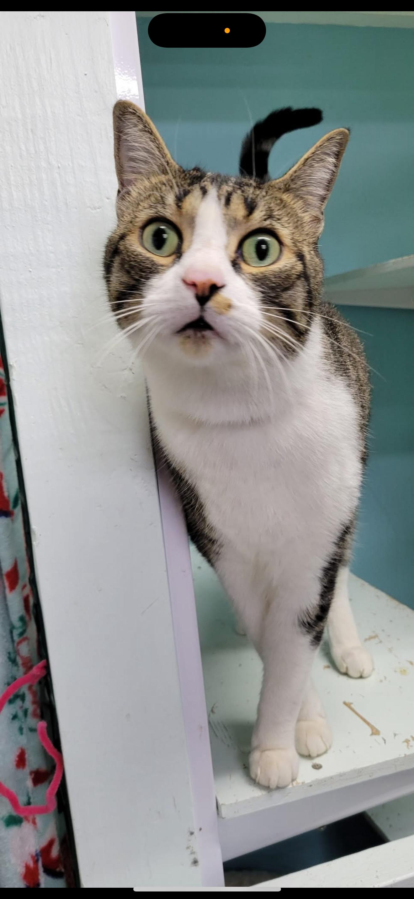 Amos, an adoptable Domestic Short Hair in Fairbanks, AK, 99707 | Photo Image 1