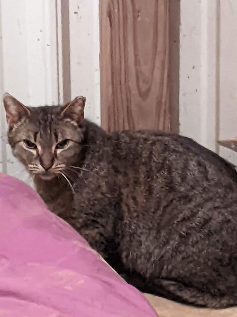 Enlarge Millie, a Adopted Domestic Short Hair in Toledo, OH image 1/1