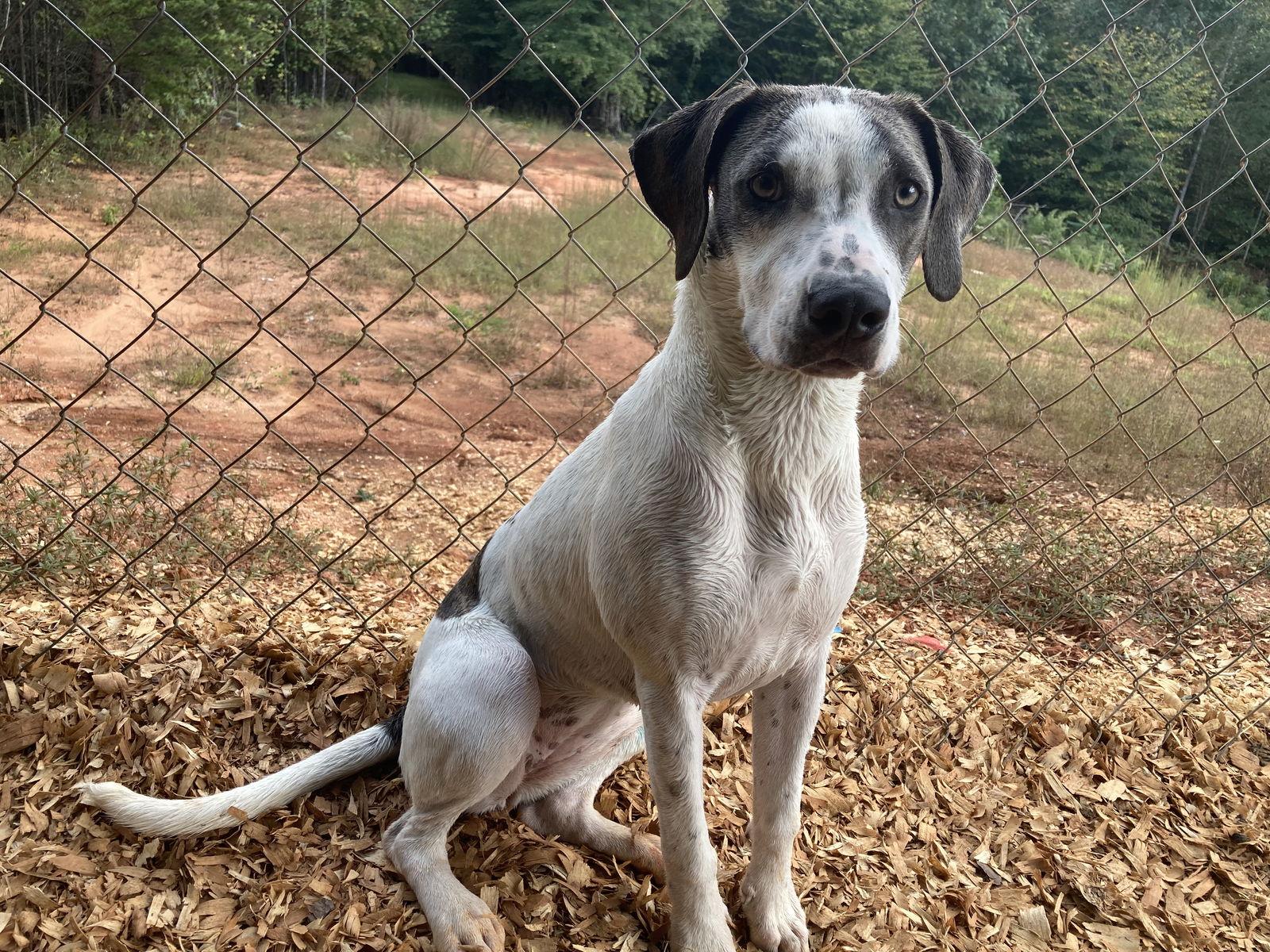 Athena, Adoptable, Young Female Labrador Retriever & Hound.