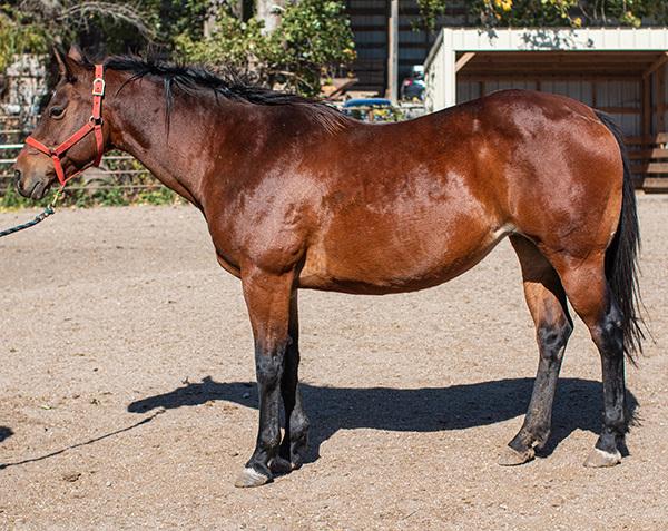 March, Adoptable, Senior Female Quarterhorse.