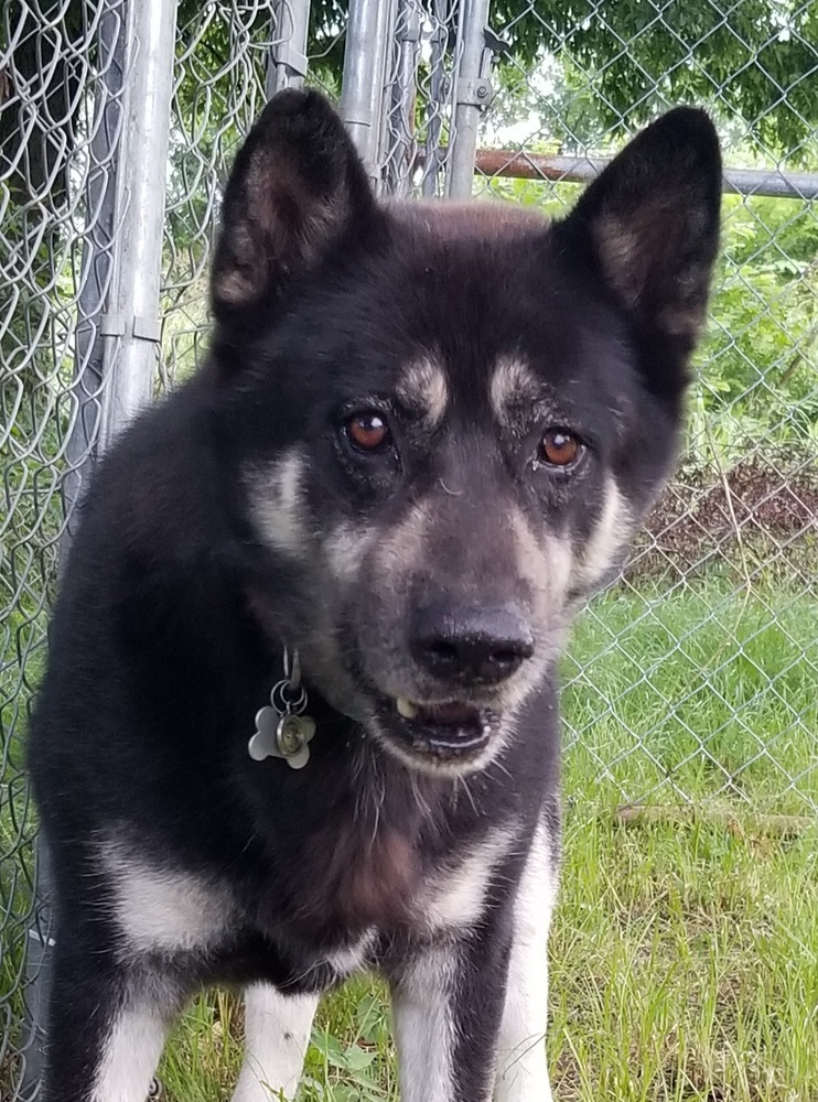 Big Joe, Adult Male Husky