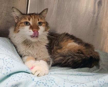 Millie, Adoptable, Adult Female Domestic Medium Hair & Domestic Short Hair.