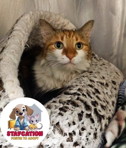 Millie, a Adoptable mixed breed in Phoenix, AZ image 3/3