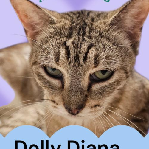 Princess Dolly Diana, Adoptable, Young Female Tabby.
