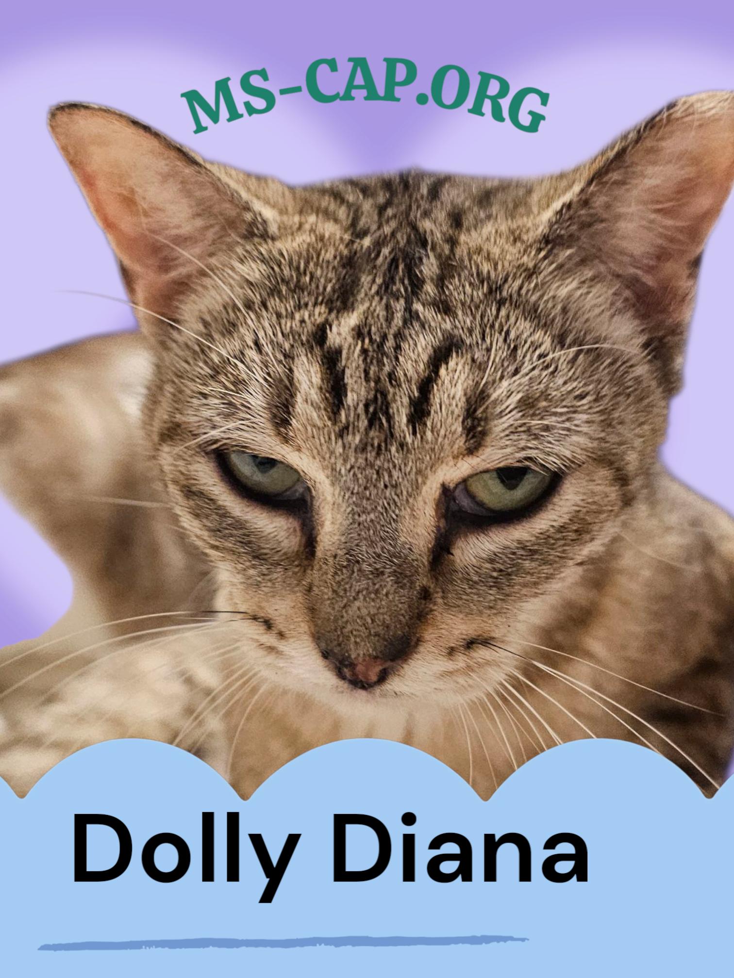 Princess Dolly Diana, a Adoptable Tabby in Biloxi, MS image 1/2