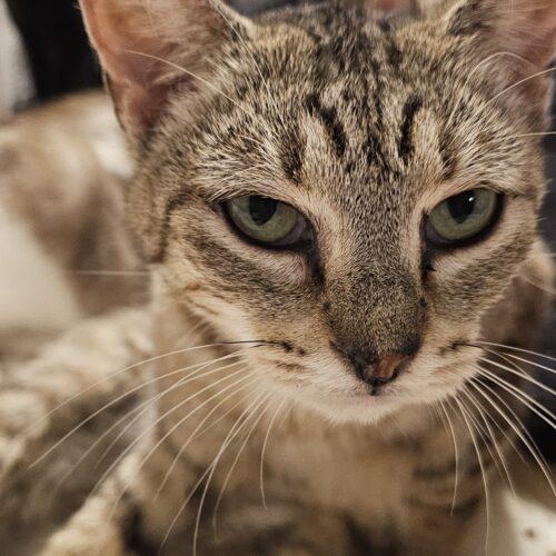 Princess Dolly Diana, Adoptable, Young Female Tabby.
