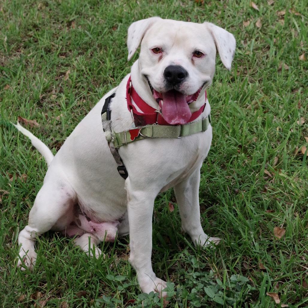 Enlarge Philip, a Adoptable mixed breed in Miami, FL image 1/6