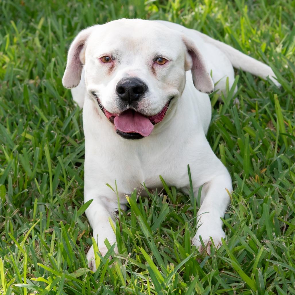 Enlarge Philip, a Adoptable mixed breed in Miami, FL image 2/6