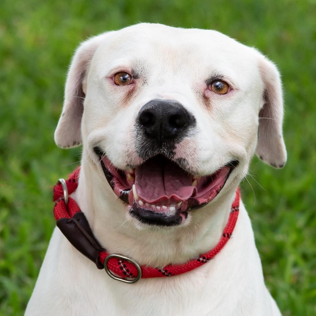Enlarge Philip, a Adoptable mixed breed in Miami, FL image 3/6