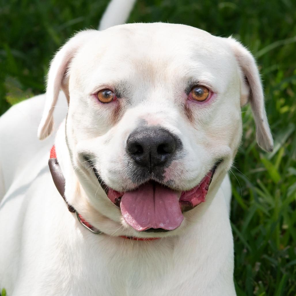 Enlarge Philip, a Adoptable mixed breed in Miami, FL image 4/6