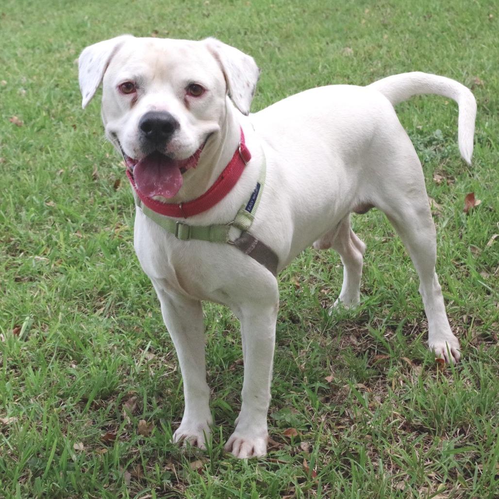 Enlarge Philip, a Adoptable mixed breed in Miami, FL image 5/6