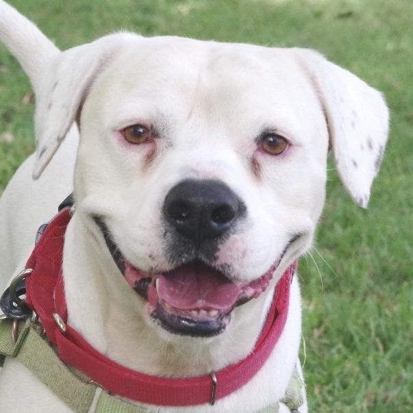 Enlarge Philip, a Adoptable mixed breed in Miami, FL image 6/6