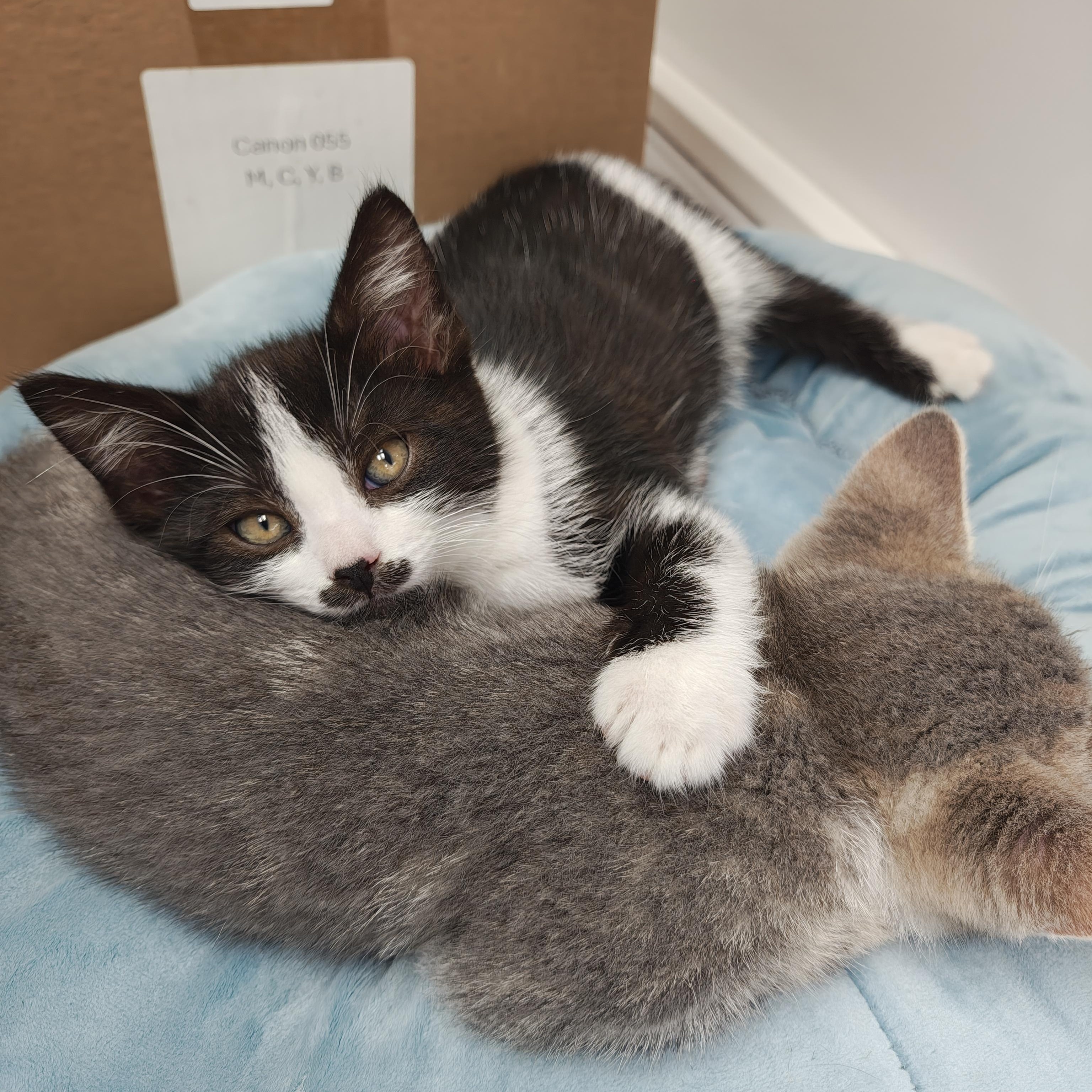 Enlarge Annie, an adopted Domestic Short Hair in Oconto, WI image 2/5