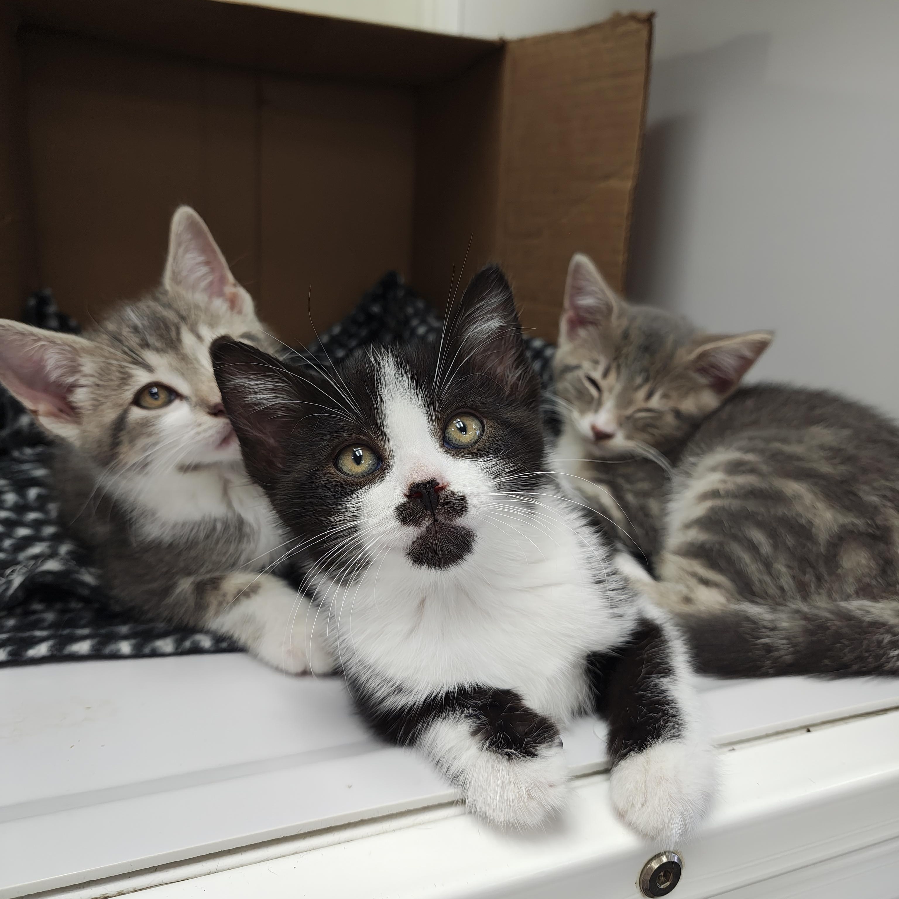 Enlarge Annie, an adopted Domestic Short Hair in Oconto, WI image 3/5