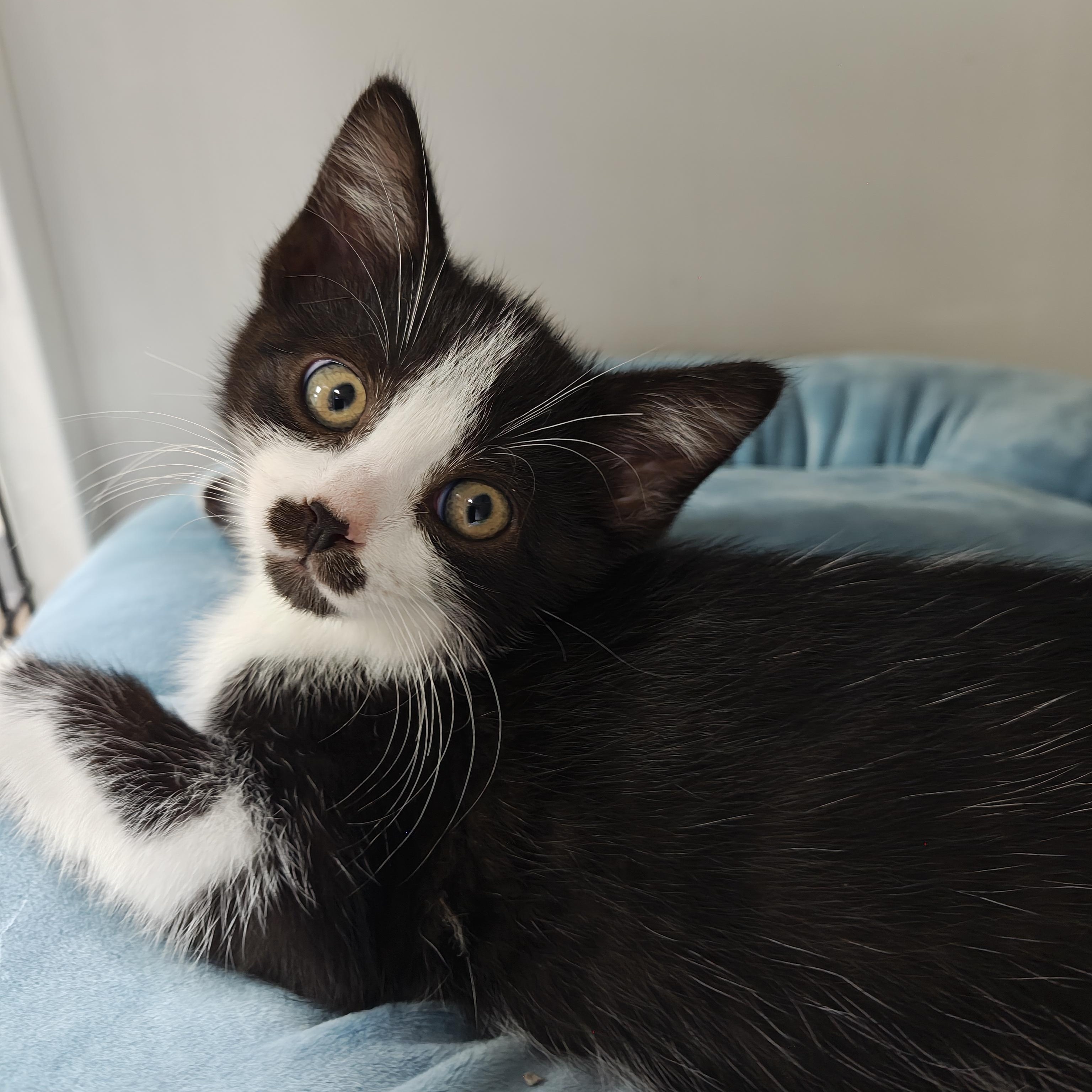 Enlarge Annie, an adopted Domestic Short Hair in Oconto, WI image 4/5