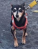 Enlarge Papi Chulo, a Adoptable mixed breed in Delray Beach, FL image 1/3