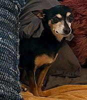 Enlarge Papi Chulo, a Adoptable mixed breed in Delray Beach, FL image 2/3