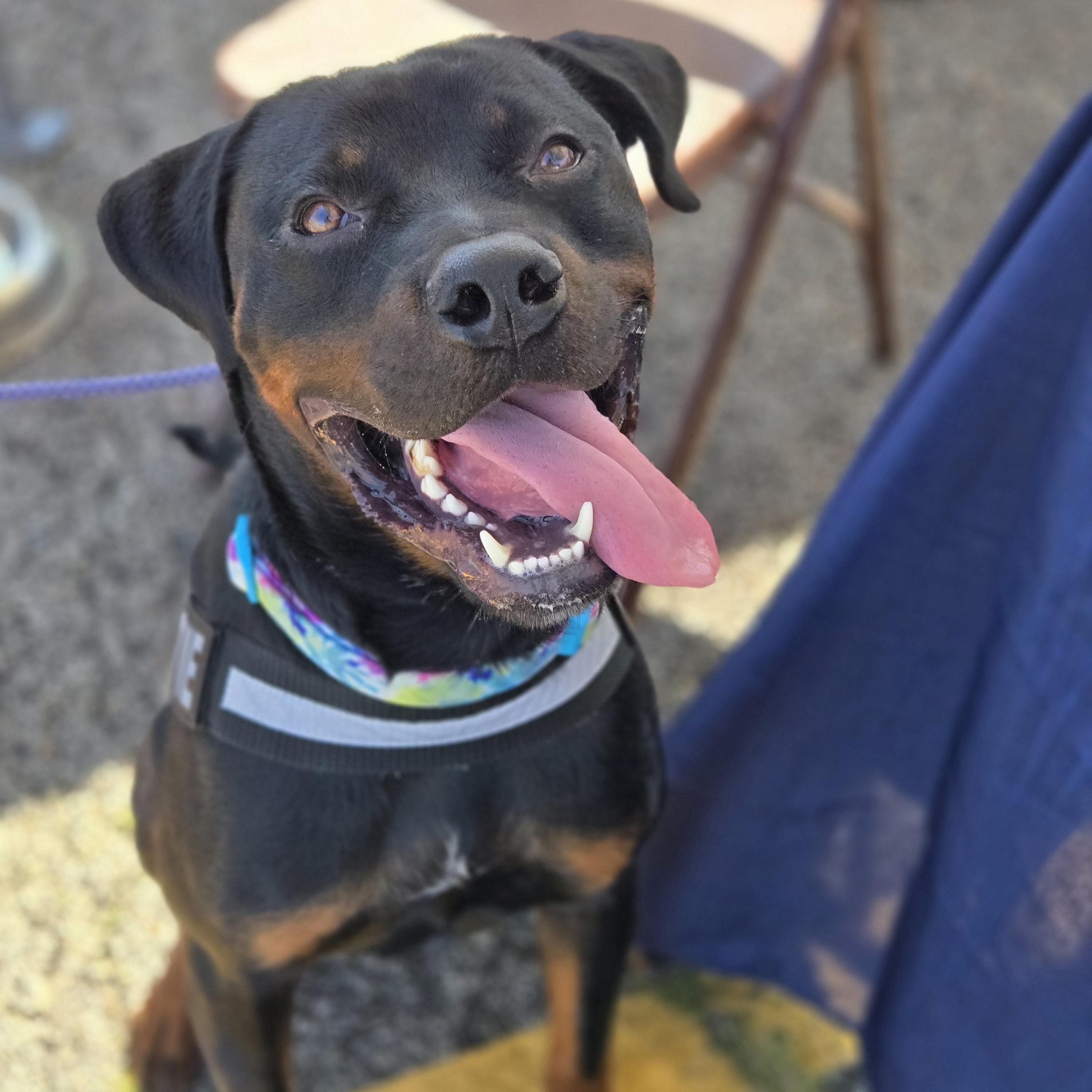 Enlarge Pyro, a Adoptable mixed breed in Normal, IL image 4/6