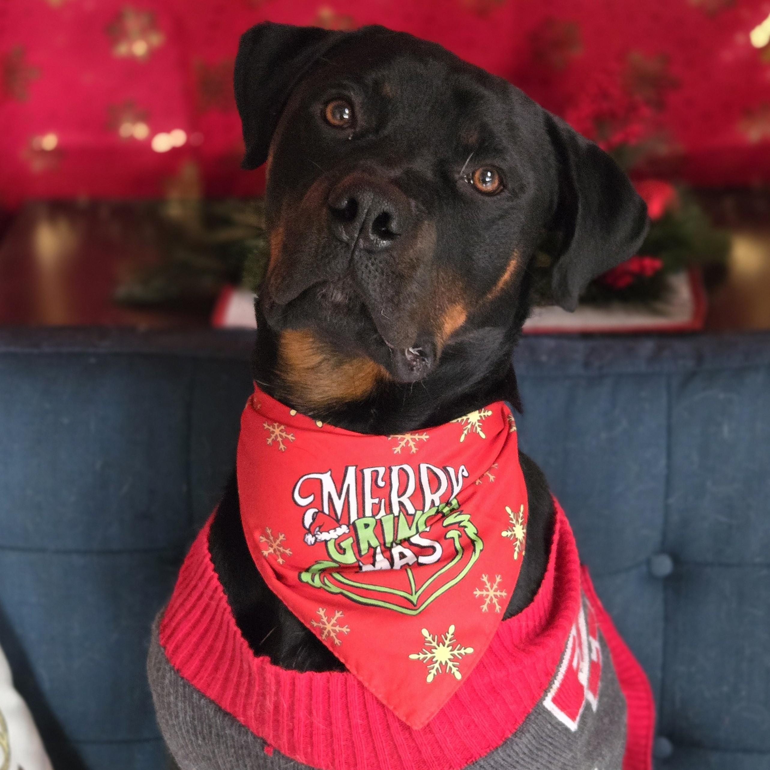 Pyro, Adoptable, Adult Male Rottweiler.