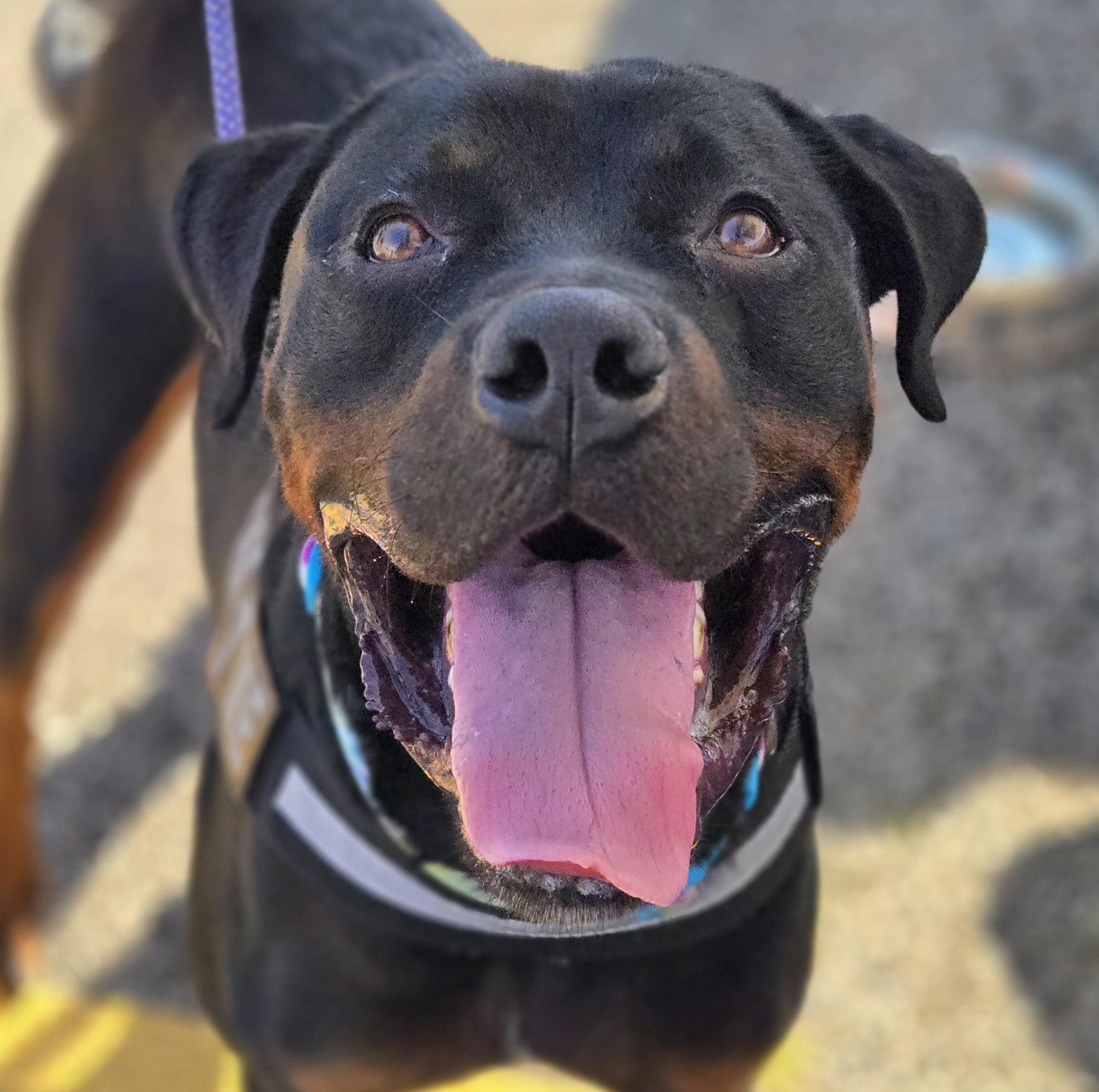 Enlarge Pyro, a Adoptable mixed breed in Normal, IL image 3/6