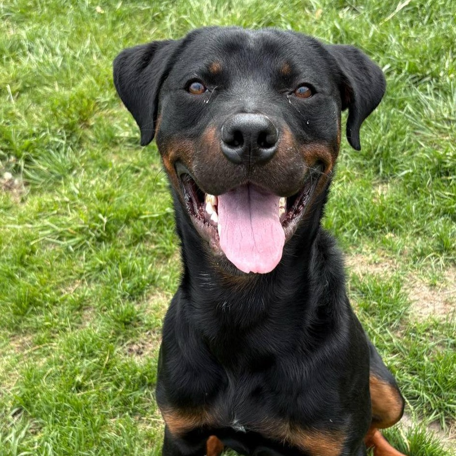 Enlarge Pyro, a Adoptable mixed breed in Normal, IL image 5/6