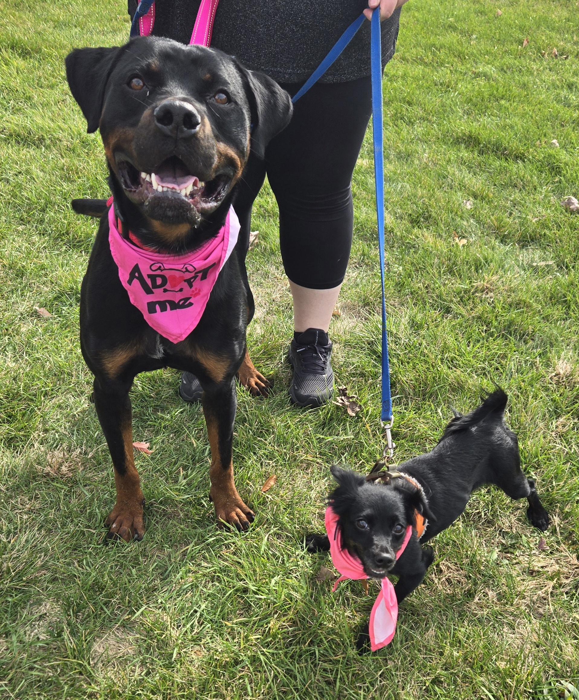 Enlarge Pyro, a Adoptable mixed breed in Normal, IL image 1/6