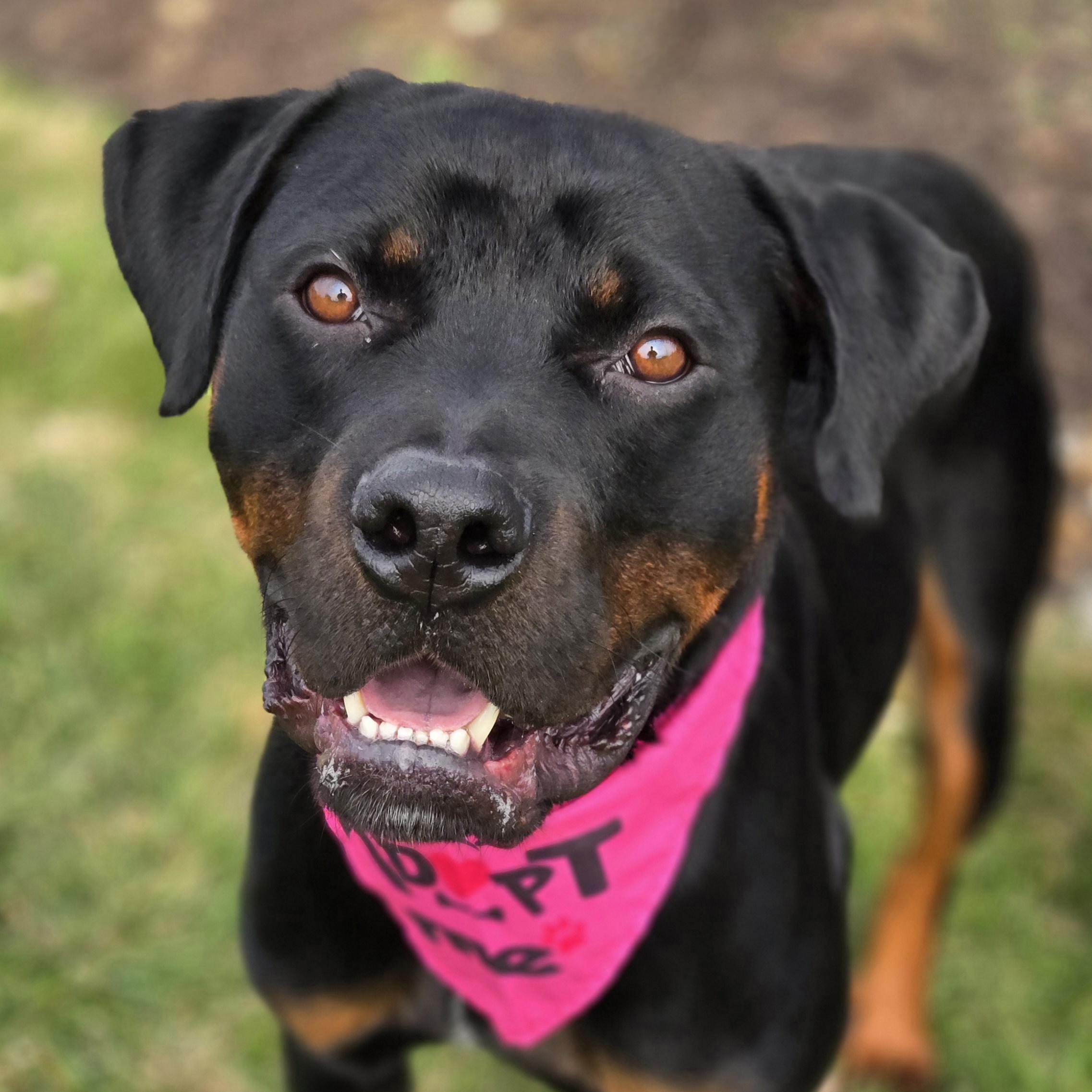 Enlarge Pyro, a Adoptable mixed breed in Normal, IL image 2/6