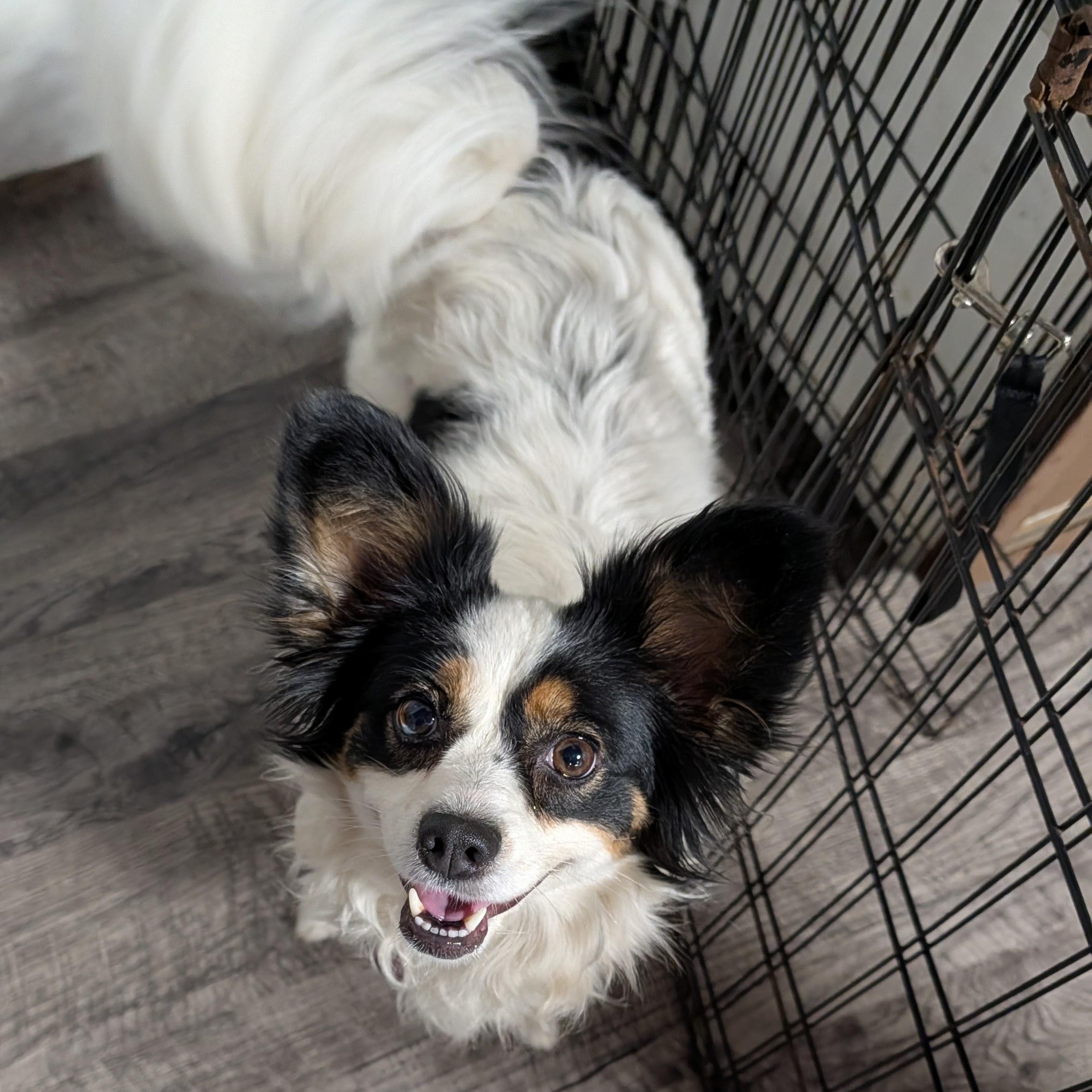 Lil Bit, Adoptable, Adult Female Papillon.
