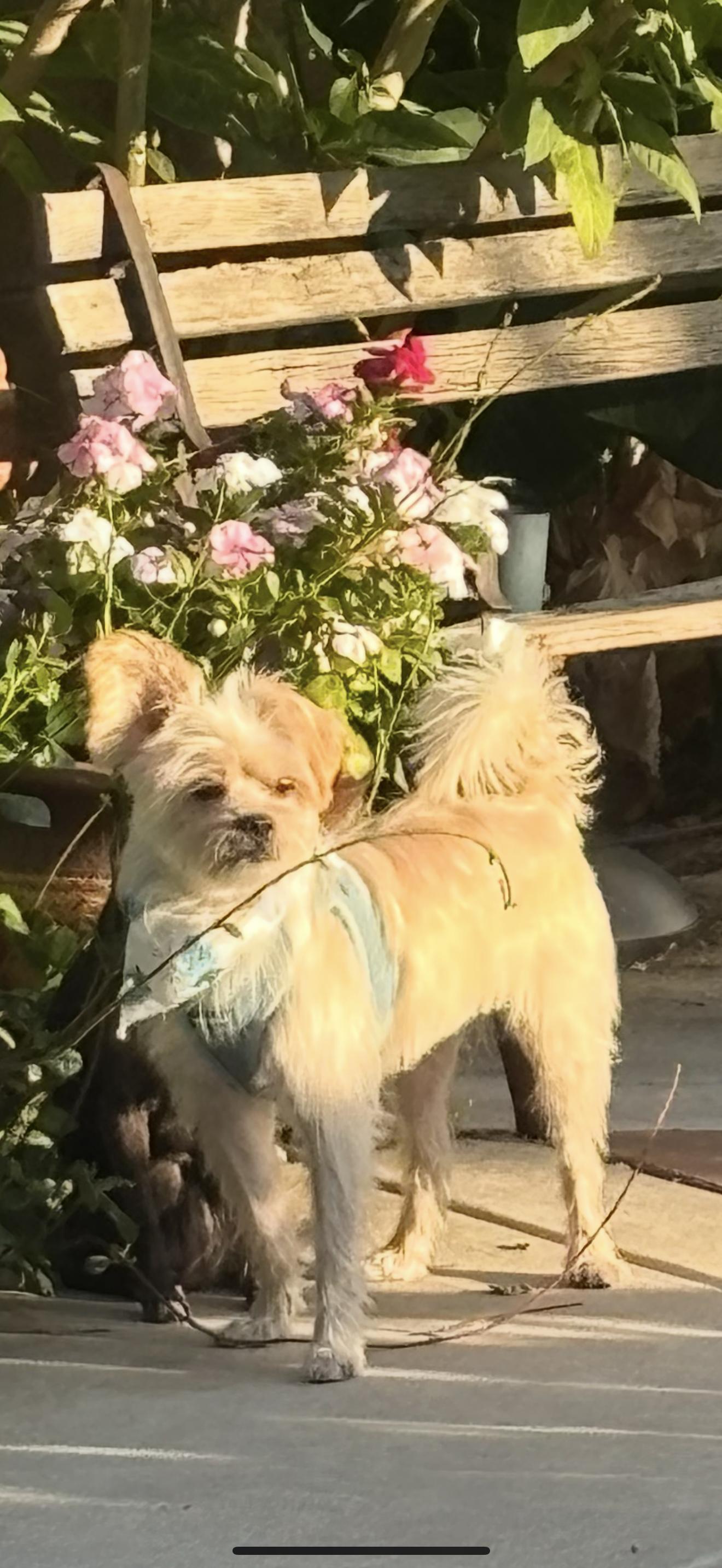 Luke - The Darling Boy, a Adoptable mixed breed in Anaheim, CA image 2/4