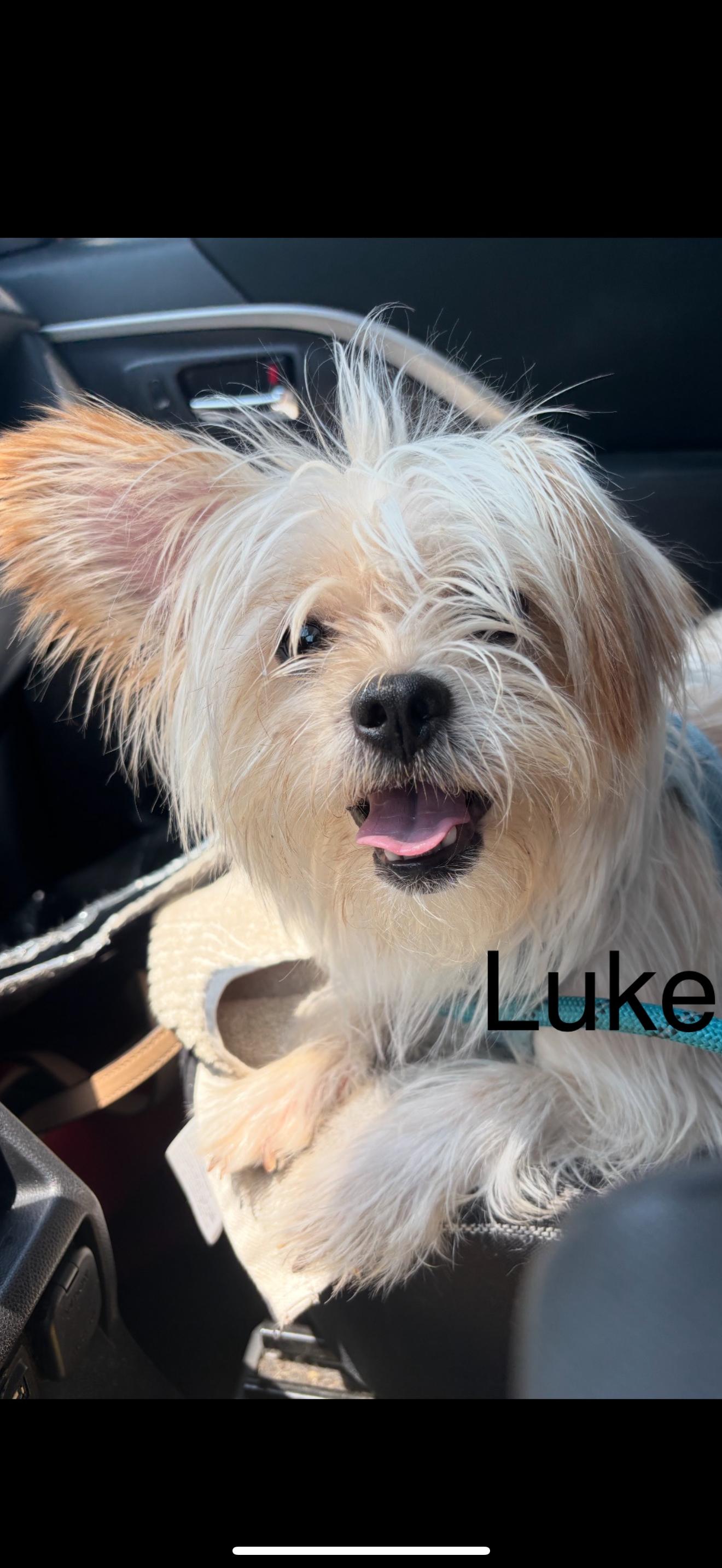 Luke - The Darling Boy, a Adoptable mixed breed in Anaheim, CA image 1/4