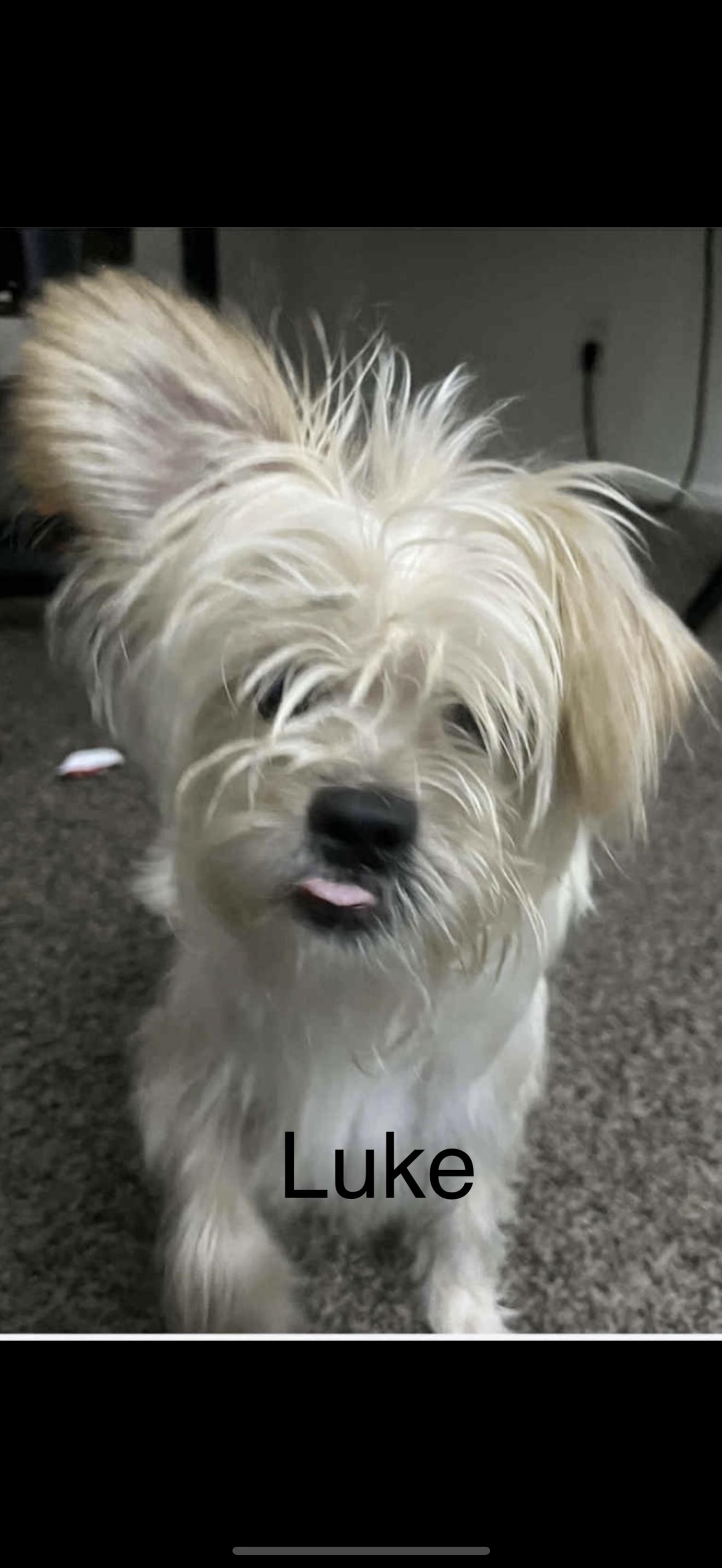 Luke - The Darling Boy, a Adoptable mixed breed in Anaheim, CA image 3/4