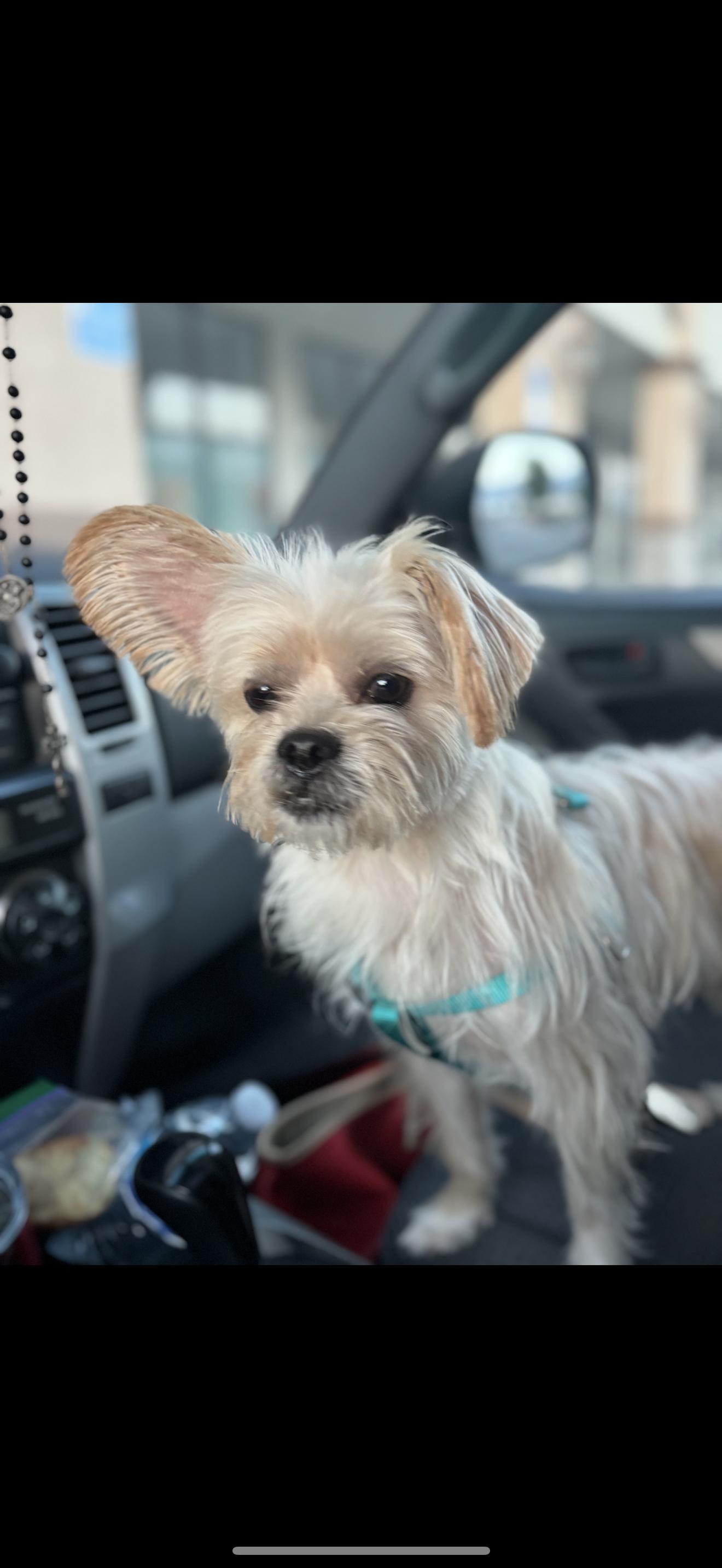 Luke - The Darling Boy, a Adoptable mixed breed in Anaheim, CA image 4/4