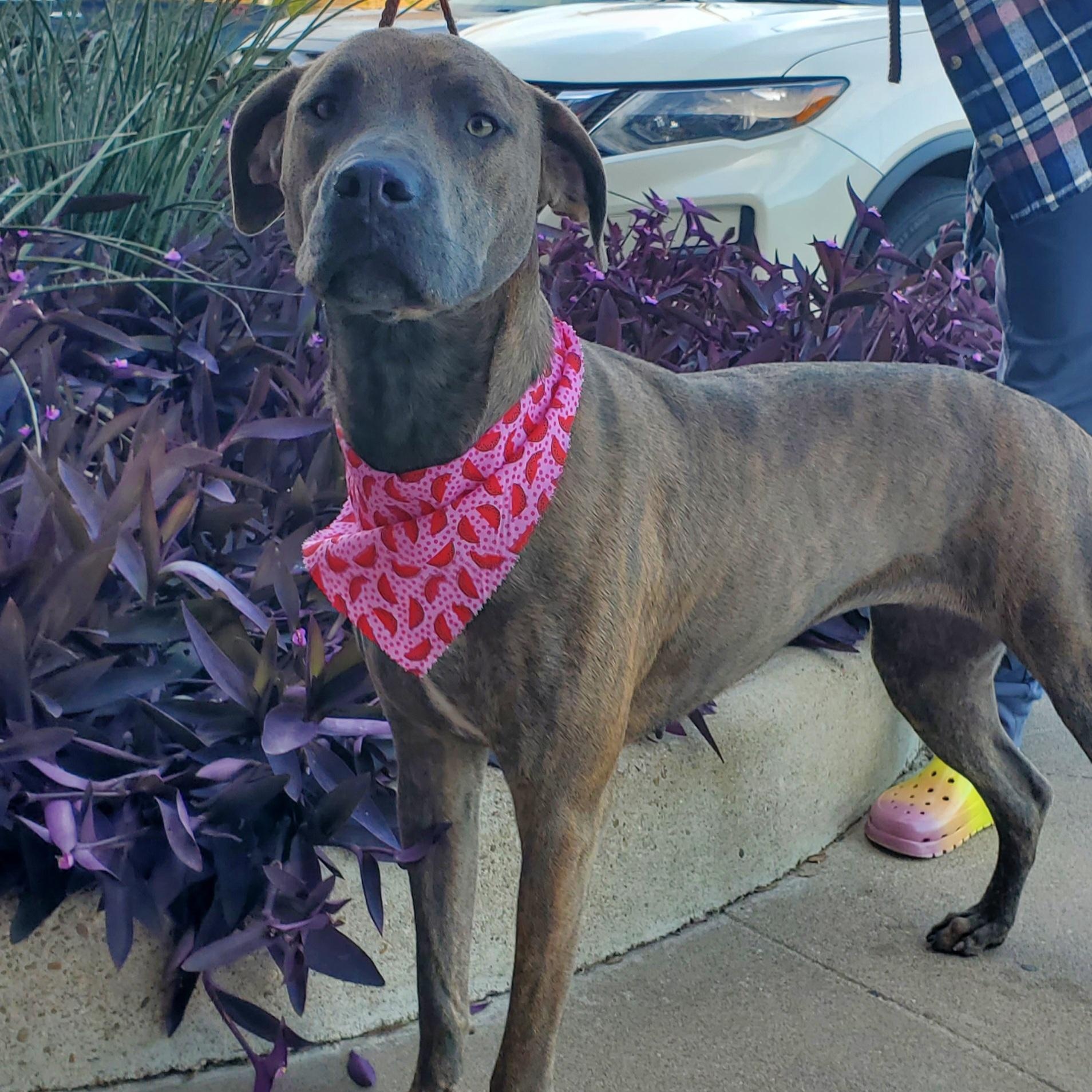 Dog for adoption SERENA CUDDLE BUG!, a Weimaraner Mix in
