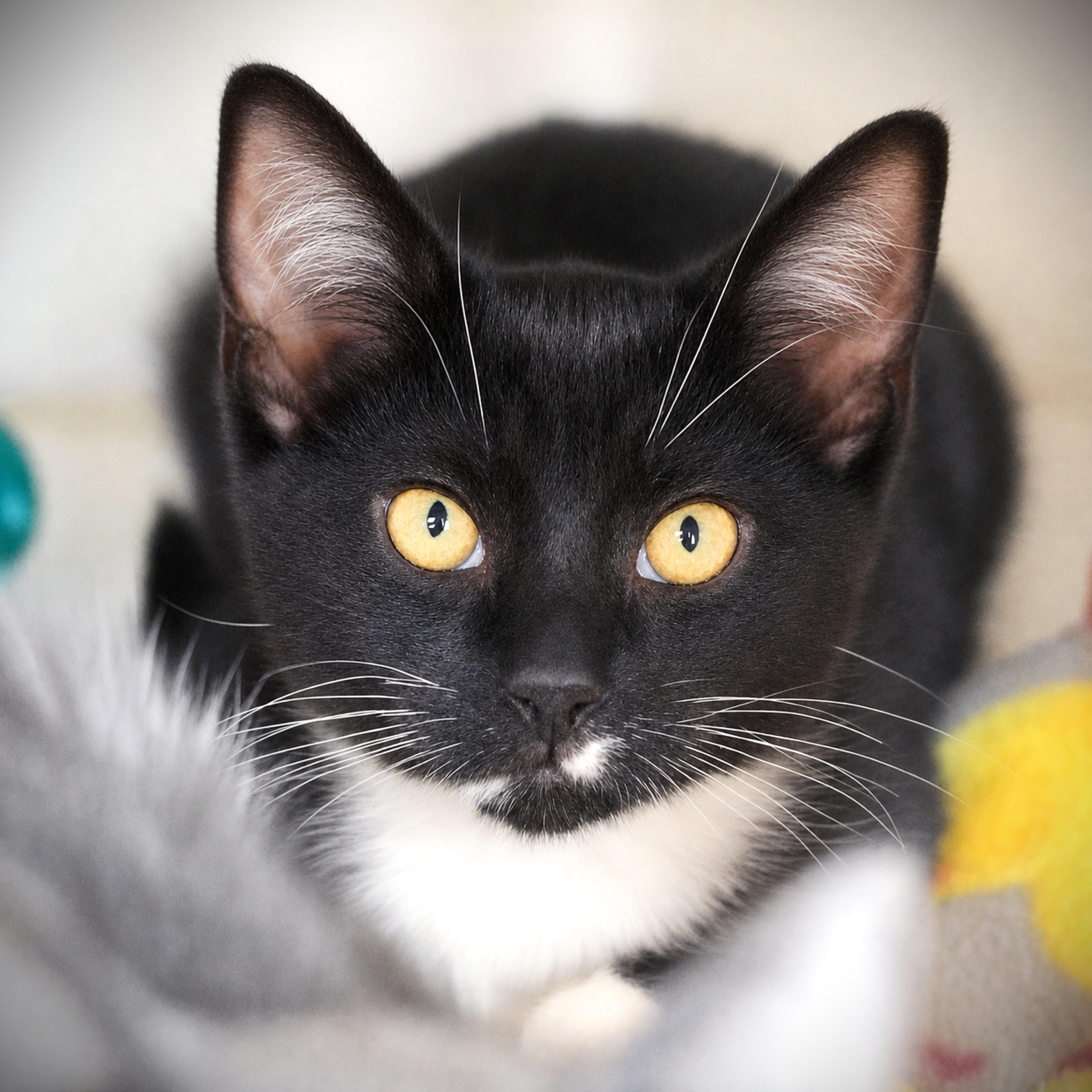 Enlarge Tai, an adopted Domestic Short Hair in Amsterdam, NY image 1/1
