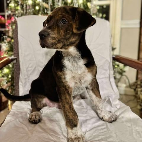 Bogie, an adoptable Mixed Breed in Wando, SC image 1/4