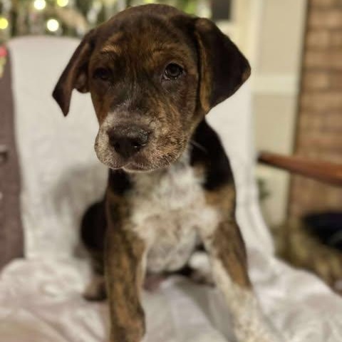 Bogie, an adoptable Mixed Breed in Wando, SC image 2/4