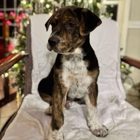 Bogie, an adoptable Mixed Breed in Wando, SC image 3/4