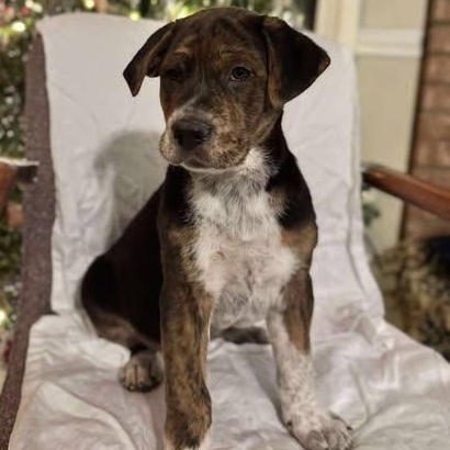 Bogie, an adoptable Mixed Breed in Wando, SC image 4/4