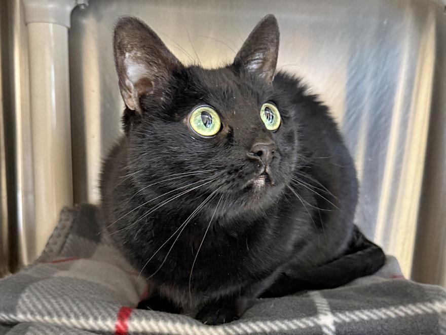 Nina, a ADOPTABLE Domestic Short Hair in E Falmouth, MA image 2/3