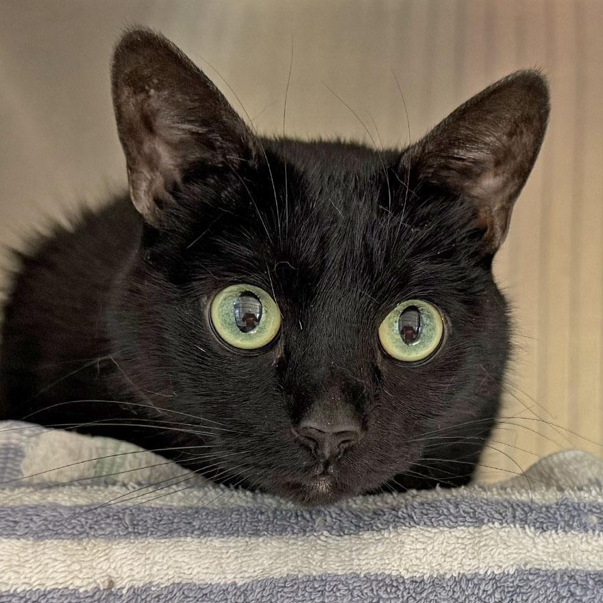 Nina, a ADOPTABLE Domestic Short Hair in E Falmouth, MA image 1/3