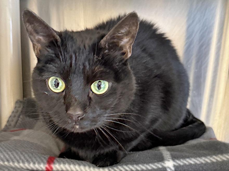 Nina, a ADOPTABLE Domestic Short Hair in E Falmouth, MA image 3/3