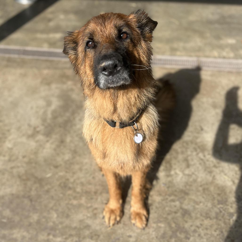 Enlarge Athena (26-137), a Adoptable German Shepherd Dog in New Ringgold, PA image 1/4