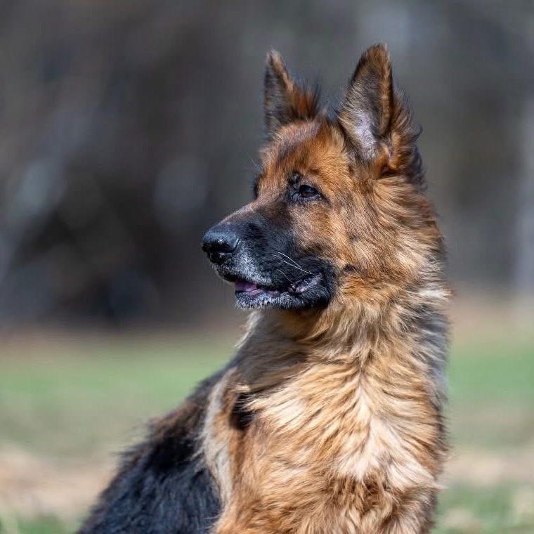 Enlarge Athena (26-137), a Adoptable German Shepherd Dog in New Ringgold, PA image 2/4