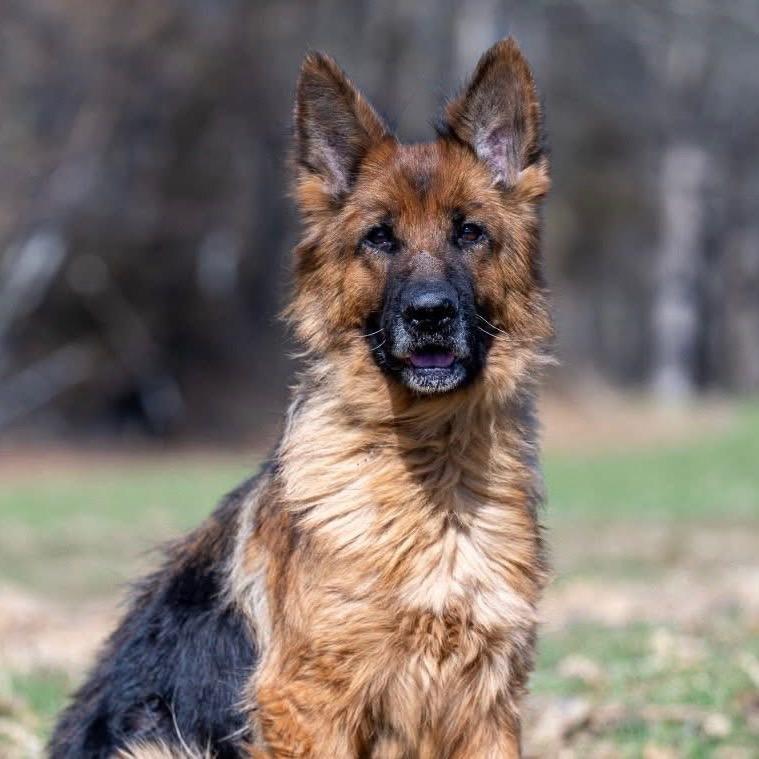 Enlarge Athena (26-137), a Adoptable German Shepherd Dog in New Ringgold, PA image 3/4