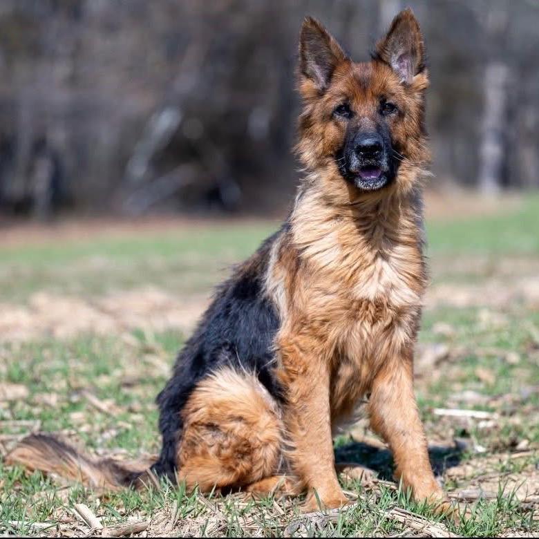 Enlarge Athena (26-137), a Adoptable German Shepherd Dog in New Ringgold, PA image 4/4