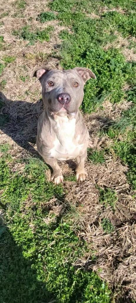 Enlarge Emma, a Adoptable Catahoula Leopard Dog in Shelbyville, TN image 1/6