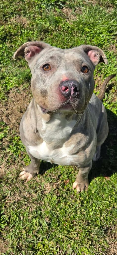 Enlarge Emma, a Adoptable Catahoula Leopard Dog in Shelbyville, TN image 2/6