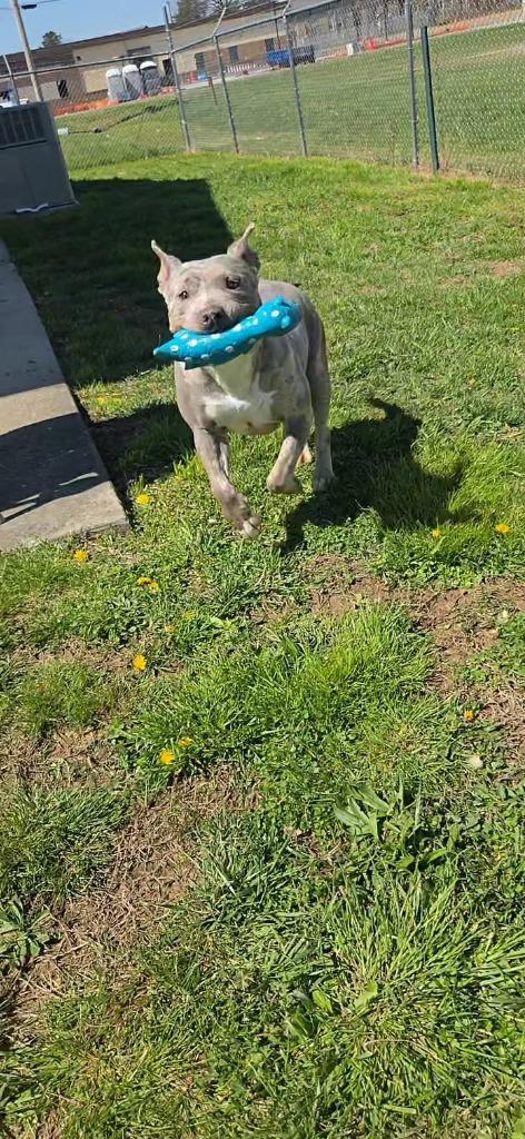 Enlarge Emma, a Adoptable Catahoula Leopard Dog in Shelbyville, TN image 3/6